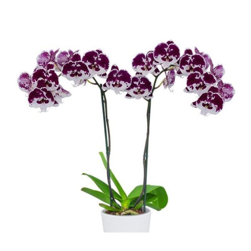 Ескі кискадағы порно диск